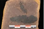 Foto (Detailsansicht) von Quercus palaeoilex Ettingshausen (NHMW-GEO-2024-0188-0891)